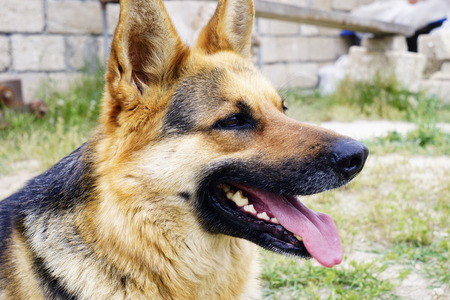 beautiful German shepherd dog lying on green grass in the yardの写真素材
