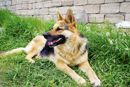 beautiful German shepherd dog lying on green grass in the yardの写真素材