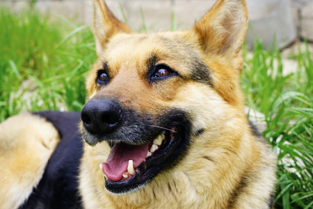 beautiful German shepherd dog lying on green grass in the yardの写真素材