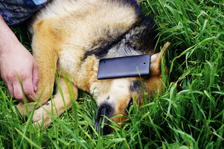beautiful German shepherd dog lying on green grass in the yardの写真素材