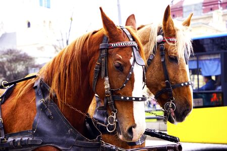 the carriage with the beautiful horse standing in the streetの写真素材