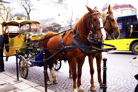the carriage with the beautiful horse standing in the streetの写真素材
