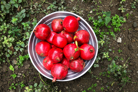 red ripe delicious grenades lying on the groundの写真素材