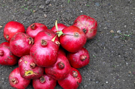 red ripe delicious grenades lying on the groundの写真素材