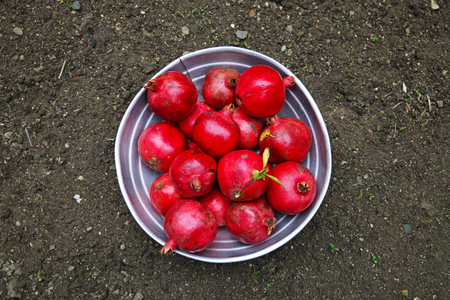red ripe delicious grenades lying on the groundの写真素材