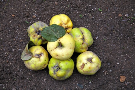 delicious yellow ripe quince lying on the groundの写真素材