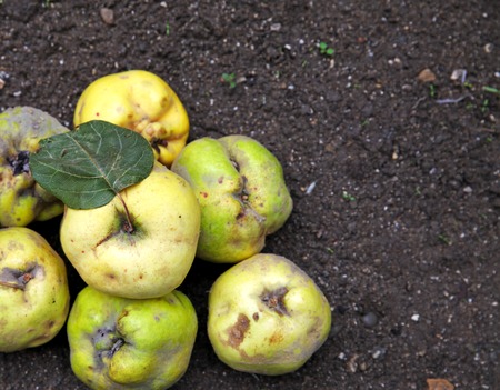 delicious yellow ripe quince lying on the groundの写真素材