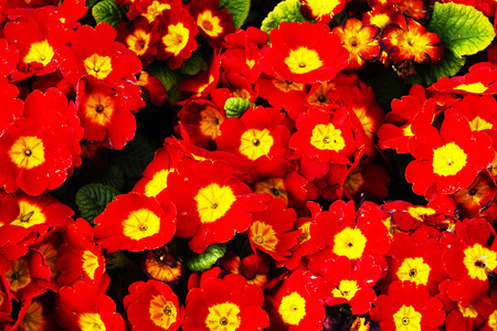 Colorful background from flower pansy.Background from flowerの写真素材