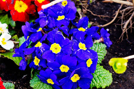 Colorful background from flower pansy.Background from flower