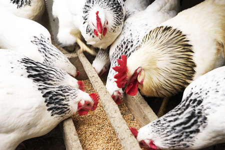 Domestic white, black and brown chicken eating millet from a wooden trough. Top view.の写真素材