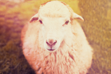 Portrait of lamb standing on meadow with green background. Organic sheep breeding,tonedの写真素材