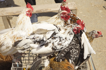 several black and white cocks on the marketの写真素材