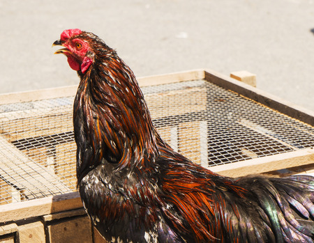 birds, roosters and hens with black and red plumage are sold in marketの写真素材
