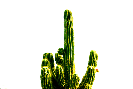 grand large cactus tree on the white sky background, close upの写真素材