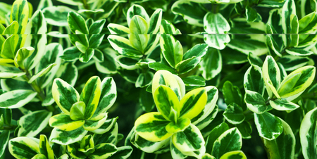 Yellow-green Emerald gold (Euonymus fortunei).