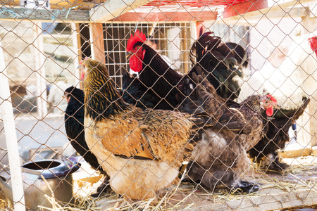 multi-colored hens and roosters of the breed Brahma in a cage on the market, Buff Brahma chicken with the excessive multi-colored plumage that covers leg and foot. Meat breedの写真素材