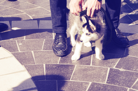 Husky puppy with black and white fur. toned.の写真素材