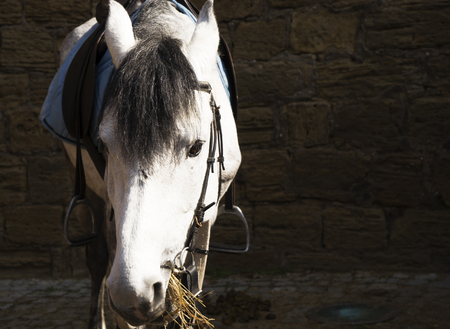 white arabian horse portrait in summer day.の写真素材