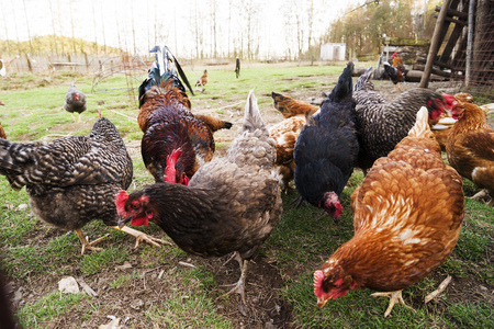 Colorful chickens and roosters of different breeds in the yard, poultryの写真素材