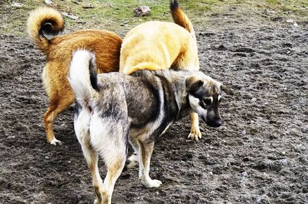 dogs mongrels playing in the yard.