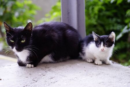 black and white cat with a kitten in the yard.の写真素材