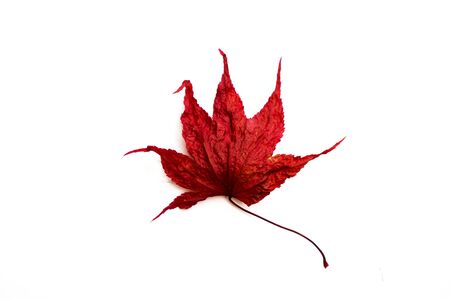 Close-up of maple autumn red leaf on white.の写真素材