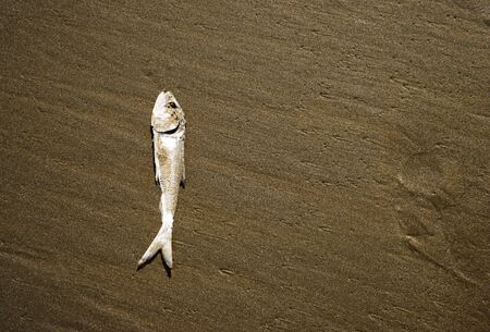 dried, dead fish herring on the sand by the seaの写真素材