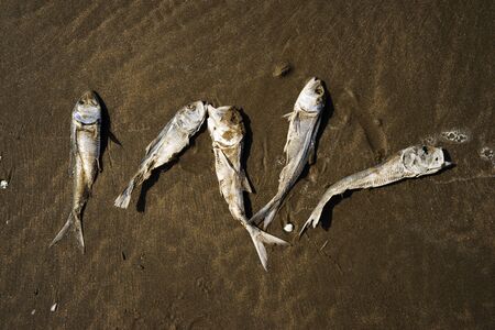 dried, dead fish herring on the sand by the sea