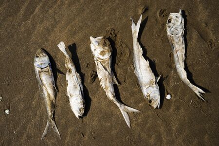 dried, dead fish herring on the sand by the sea.の写真素材