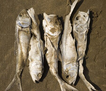 dried, dead fish herring on the sand by the sea.