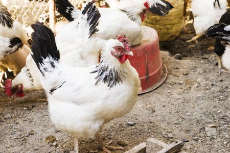 group black and white chickens in the farm yard.