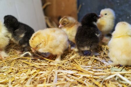 Brams two-day-old chickens in a box of straw, selectiv focus.