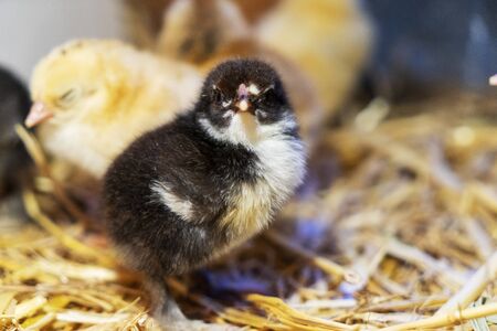 Bram's two-day-old chickens in a box of straw, selectiv focusの写真素材