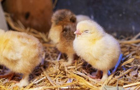 Bram's two-day-old chickens in a box of straw, selectiv focusの写真素材