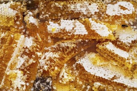 Honeycomb piece. Bee products, organic natural ingredients. Close up fresh honey on the honeycomb. Healthy food concept. Yellow Honeycomb slice closeup.の写真素材