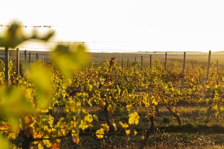 Azerbaijan, Way alongside ripely vine plants in a vineyard in autumn harvest seasonの写真素材
