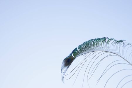peacock feather on white background, clouse upの写真素材