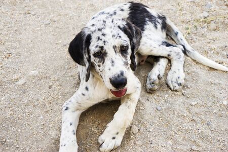 Brown spotted dalmatian lying on the ground.