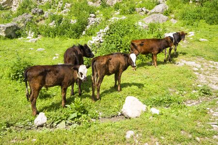 Young european cows and calves in free nature.の写真素材