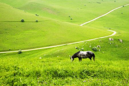 herd of horses grazing on a green meadow in the Caucasus mountainsの写真素材