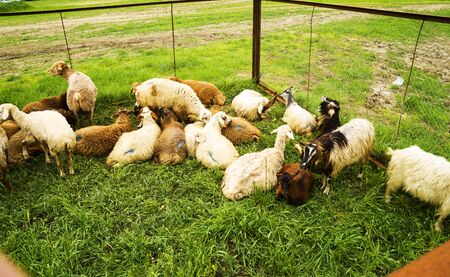Flock of sheep lying in a green meadowの写真素材