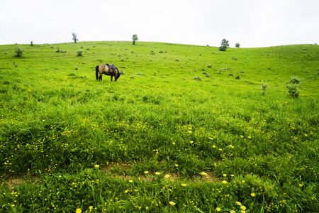herd of horses grazing on a green meadow in the Caucasus mountainsの写真素材