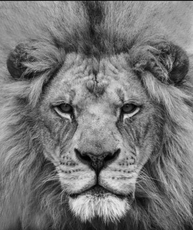 Black and white portrait of a beautiful African lion at close range.