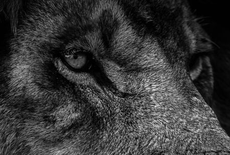 Black and white portrait of a lion. Eyes close up .Photo of the animal world.