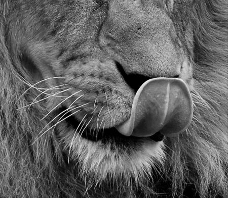 Portrait of beautiful African lionin black and whiteの写真素材