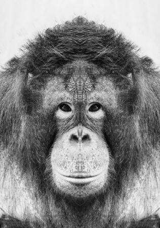 A beautiful black and white portrait of a monkey at close range that looks at the cameraの写真素材