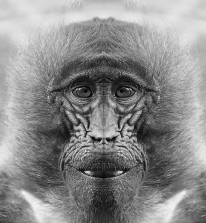 A beautiful black and white portrait of a monkey at close range that looks at the camera.の写真素材