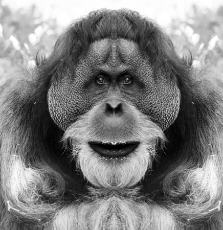 A beautiful black and white portrait of a monkey at close range that looks at the camera. Orangutan.の写真素材