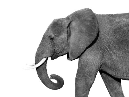 Black and white portrait of an African elephant on a white background. Wild animalの写真素材