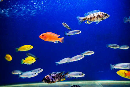 multi colored fish of different breeds swims in the aquarium.の写真素材